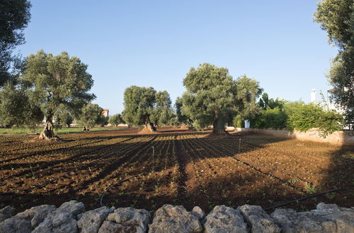 Photo 77 - Masseria Don Luigi - Luxury Farmhouse