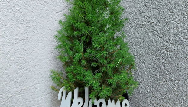 Ingresso interno