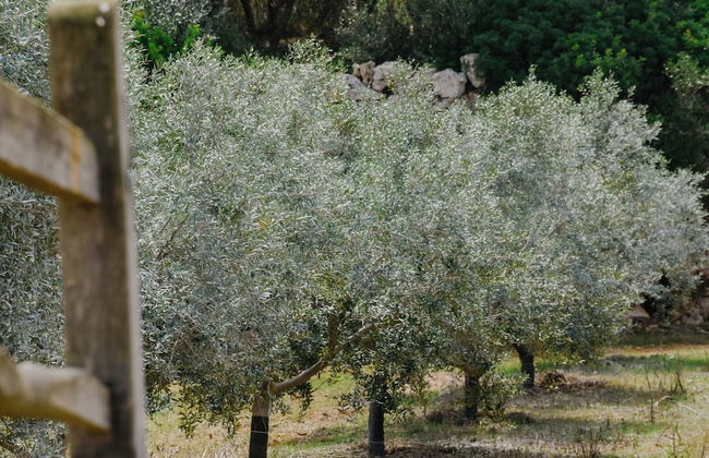 Binissaida Boutique Hotel - Foto 64