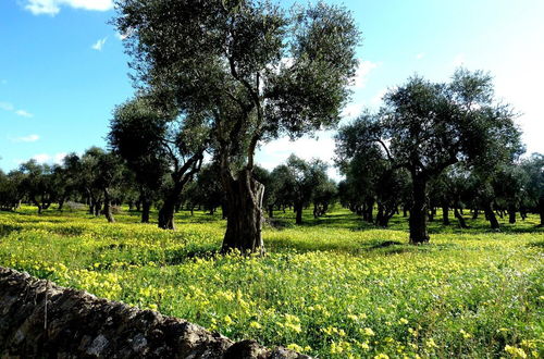 Photo 55 - Borgo degli Ulivi