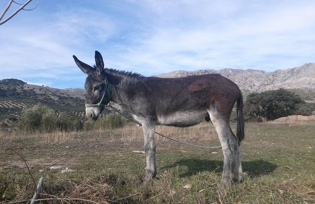 Cortijo El Llano - Foto 22