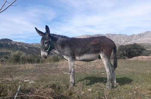 Photo 22 - Cortijo El Llano