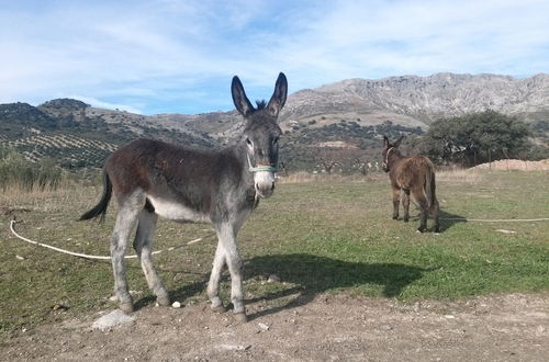 Photo 21 - Cortijo El Llano