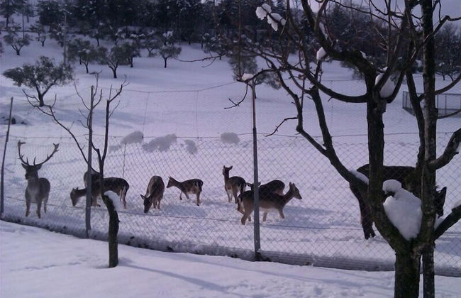Agriturismo Tenuta del Daino - Foto 21