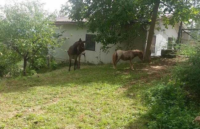 Agriturismo Tenuta del Daino - Foto 19