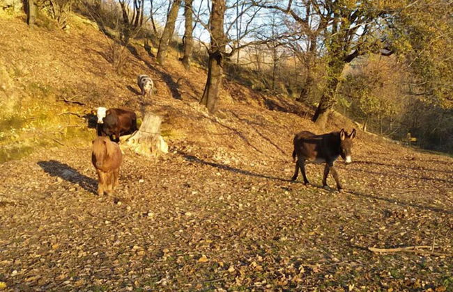 Agriturismo Tenuta del Daino - Foto 18