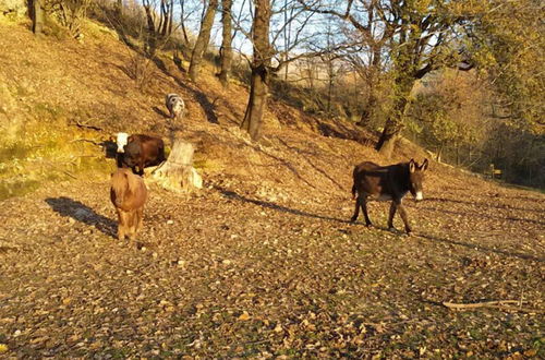 Photo 18 - Agriturismo Tenuta del Daino