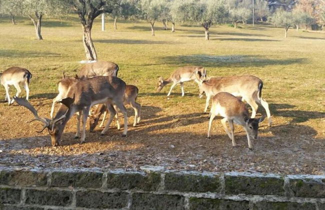 Agriturismo Tenuta del Daino - Foto 20
