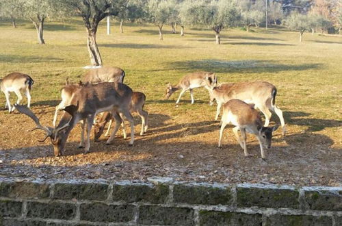 Photo 20 - Agriturismo Tenuta del Daino