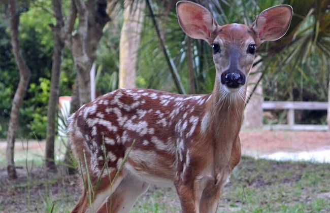 721 Sea Dragon Ln - Photo 41