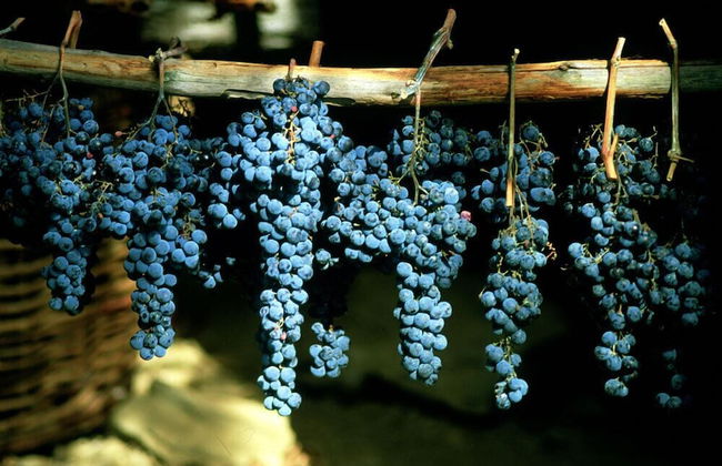 Podere il Poggiolo - Foto 66