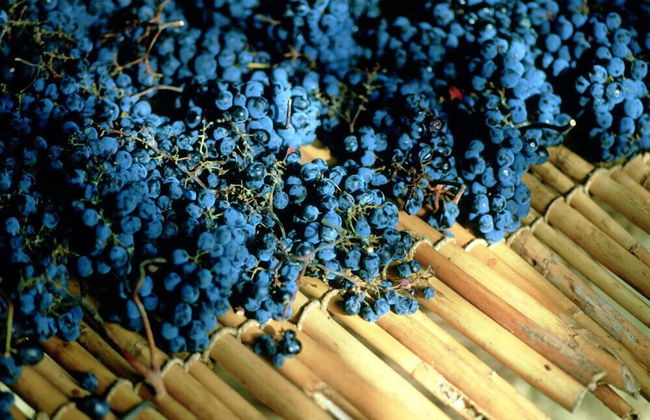 Podere il Poggiolo - Foto 68