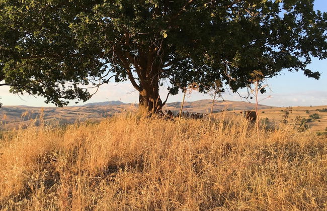 Agriturismo San Pietro - Photo 43