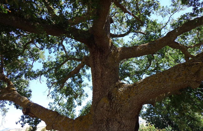 Agriturismo San Pietro - Photo 40