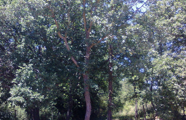 Agriturismo San Pietro - Photo 58