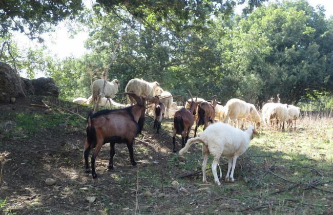 Agriturismo San Pietro - Photo 17