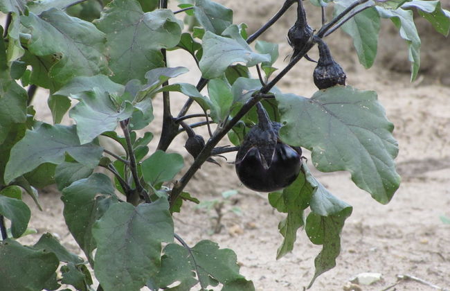 Agriturismo San Pietro - Photo 53