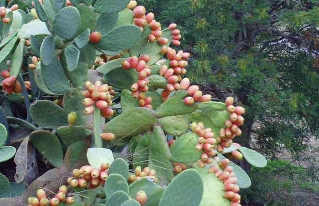 Agriturismo San Pietro - Photo 32