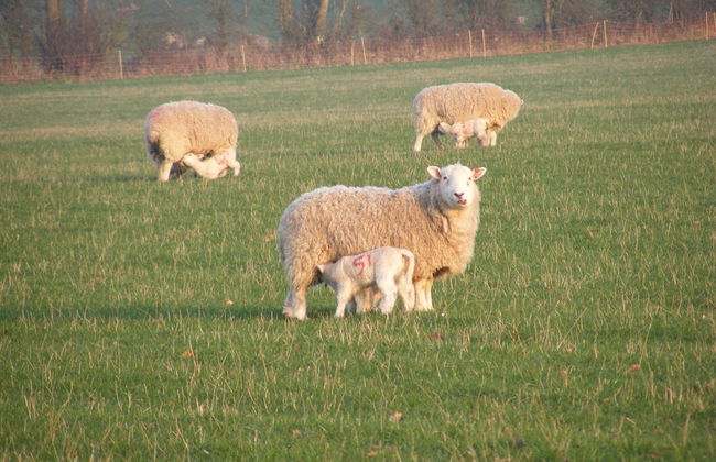 Marshwood Farm B&B - Foto 13