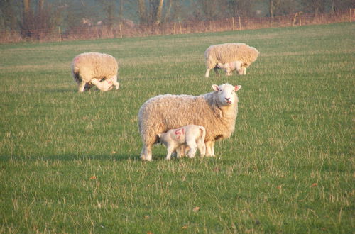 Photo 13 - Marshwood Farm B&B