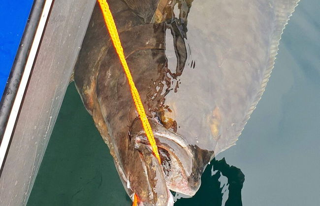 8 Person Holiday Home in Stonglandseidet - Foto 13