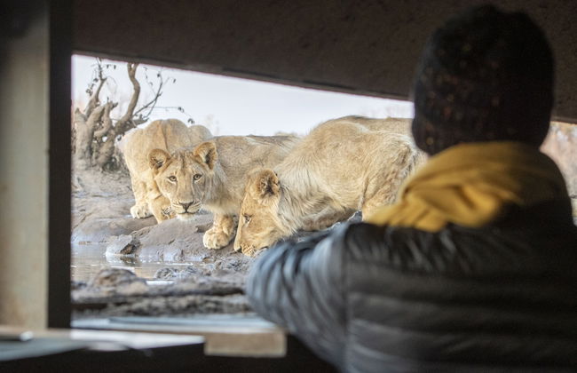 Euphorbia Mashatu - Photo 23