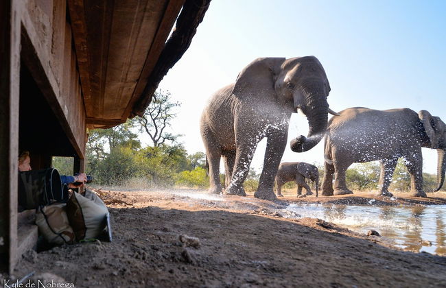 Euphorbia Mashatu - Photo 21