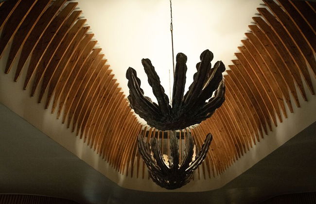 Euphorbia Mashatu - Photo 36