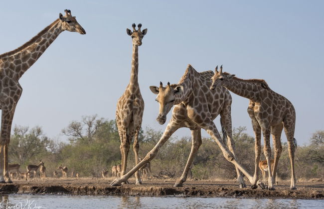 Euphorbia Mashatu - Photo 24