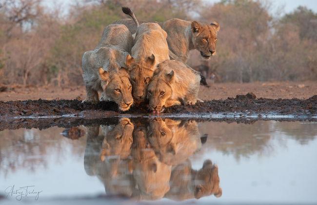 Euphorbia Mashatu - Photo 22