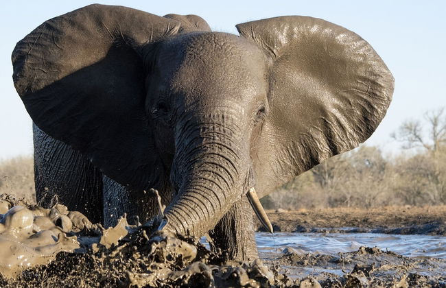 Euphorbia Mashatu - Photo 25