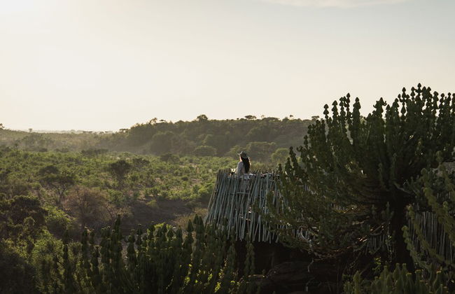 Euphorbia Mashatu - Photo 40