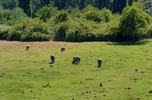 Photo 46 - Esaki Farm Near El Bolson