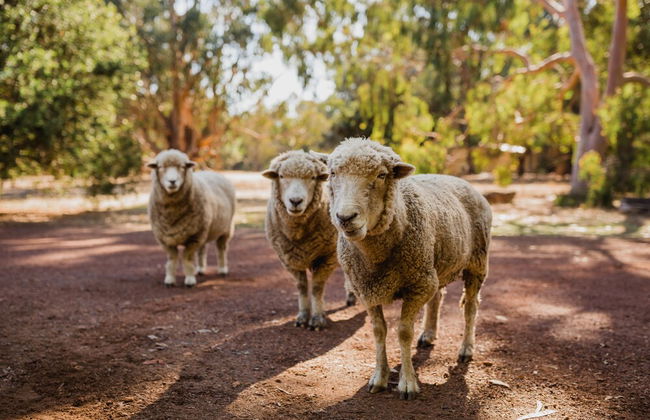 Margaret River Holiday Cottages - Foto 63