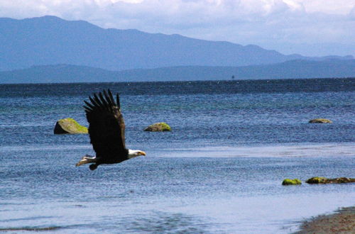 Foto 61 - Qualicum Breeze Beach Resort