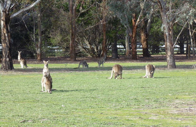 Grampians Getaway Resort - Foto 20