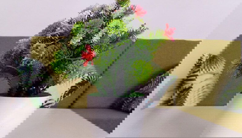 Imagem principal