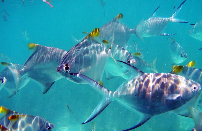 Fairytern Chalets - Foto 4