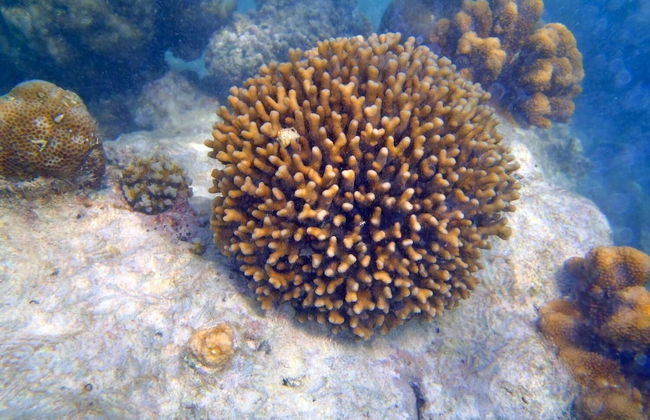 Fairytern Chalets - Foto 5