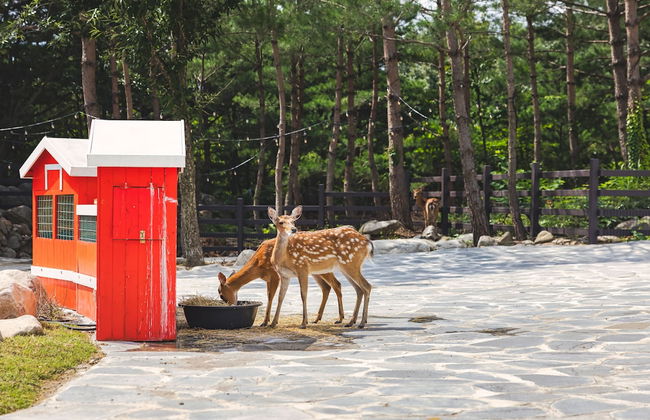 Kensington Resort Seorak Valley - Photo 64