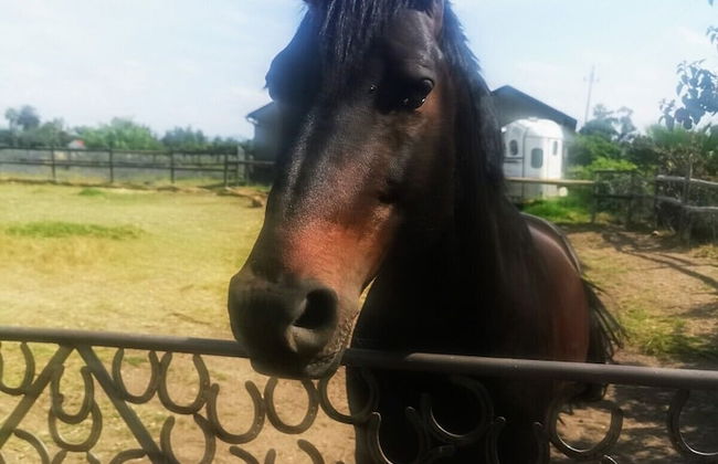Ross Farms - Foto 9