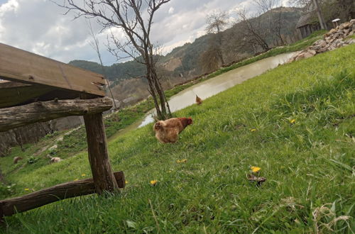 Photo 56 - Room in Guest Room - Cozy Rural Retreat in Roşia Montana