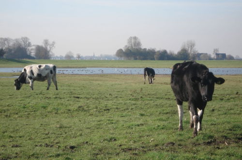 Foto 26 - Charming House in Easterlittens on a Frisian Farm