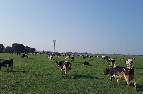 Foto 13 - Charming House in Easterlittens on a Frisian Farm