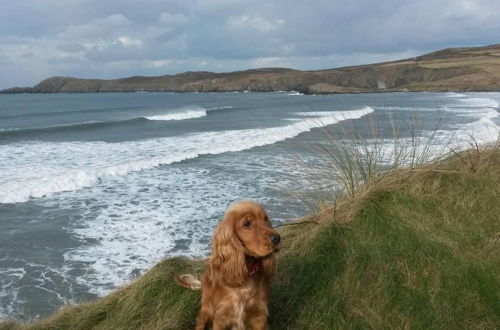 Photo 12 - Beautiful 3-bed Cabin in Pembrokeshire Coast