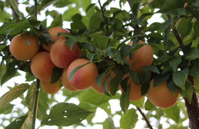 Ecolodge Selvitelle - Sustainable Retreat Amidst Olive Groves in Cilento - Foto 16