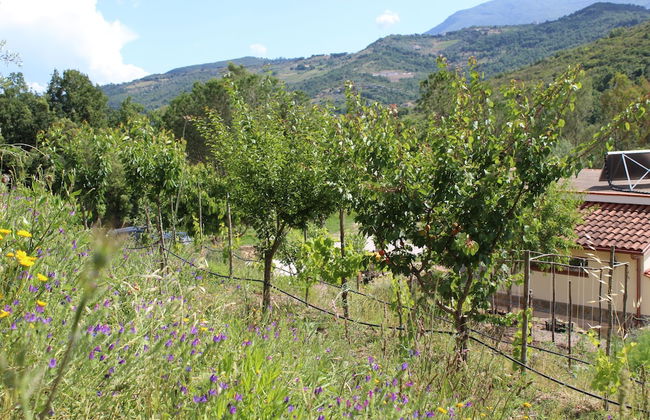 Ecolodge Selvitelle - Sustainable Retreat Amidst Olive Groves in Cilento - Foto 15