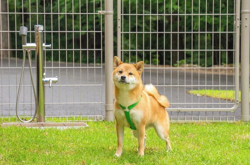 Photo 36 - Rakuten STAY VILLA Aso Kurokawa