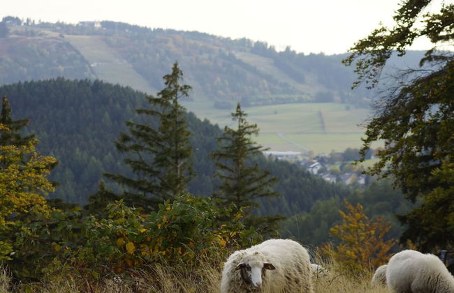 Holiday Home in Willingen With Garden - Foto 35