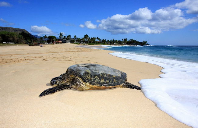 Aloha Breeze by Avantstay Ocean View, Near Beach - Photo 46